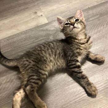 Tommy -  American Shorthair Cat for Adoption in Volcano, Hawaii - Tommy | PetCurious