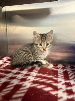 Griffin -  Domestic Short Hair Cat for Adoption in New Kensington, Pennsylvania - Griffin | PetCurious