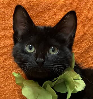 Rescue Domestic Short Hair Cats for Adoption in Dublin, Ohio - Ayden | PetCurious