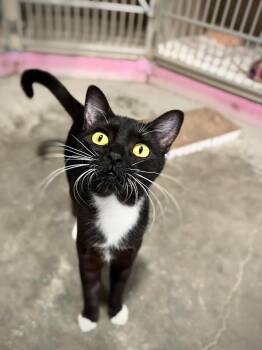 Domestic Short Hair Cats Available for Adoption in Los Angeles, California - Miss Rococo | PetCurious