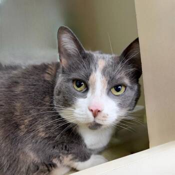 Domestic Short Hair Cats Available for Adoption in State College, Pennsylvania - Pillow | PetCurious