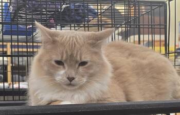 Firestone -  Domestic Short Hair Cat for Adoption in Kinston, North Carolina - Firestone | PetCurious