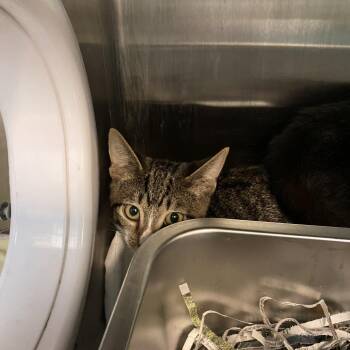 Rogue -  Domestic Short Hair Cat for Adoption in Philadelphia, Pennsylvania - Rogue | PetCurious