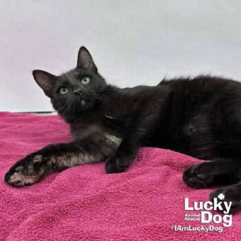 Domestic Short Hair Cats Available for Adoption in Washington, District Of Columbia - Ernie | PetCurious