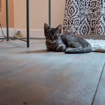 Rigatoni -  Domestic Long Hair Cat for Adoption in Durango, Colorado - Rigatoni | PetCurious
