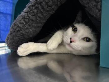 Loreal -  Domestic Short Hair Cat for Adoption in Sherwood, Oregon - Loreal | PetCurious