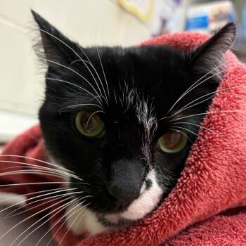 Mufasa -  Domestic Short Hair Cat for Adoption in Murray, Utah - Mufasa | PetCurious