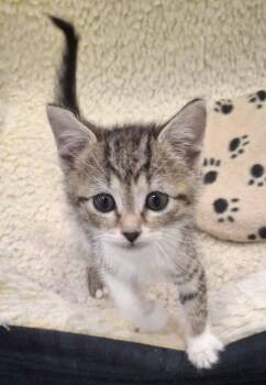 9 Volt -  Domestic Short Hair Cat for Adoption in Monterey, Virginia - 9 Volt | PetCurious