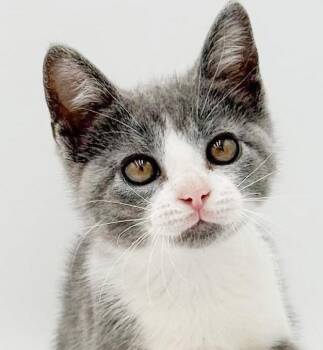 Gina is a real life gem - Such a living doll -  Turkish Van and Russian Blue Cat for Adoption in Bedford Hills, New York - Gina Is A Real Life Gem - Such A Living Doll | PetCurious