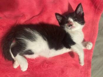 MOO -  Domestic Short Hair Cat for Adoption in Tustin, California - MOO | PetCurious