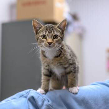 HAZELNUT -  Domestic Short Hair Cat for Adoption in Hamilton Township, New Jersey - HAZELNUT | PetCurious