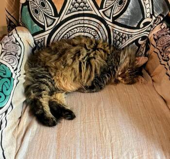 Rescue Domestic Long Hair Cats for Adoption in Blacksburg, Virginia - Tigerlily | PetCurious