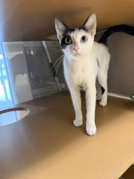 Domestic Medium Hair Cats Available for Adoption in Pasadena, Texas - A184378 | PetCurious