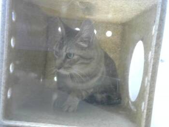VEX -  Domestic Short Hair Cat for Adoption in Loveland, Colorado - VEX | PetCurious