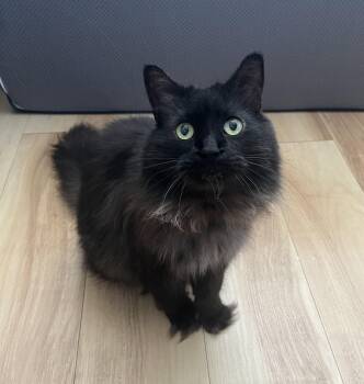DOONE (CR/SC) -  Domestic Long Hair Cat for Adoption in Sainte-angèle-de-monnoir, Quebec - DOONE (CR/SC) | PetCurious