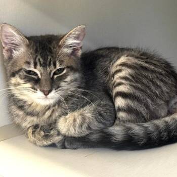 Whopper -  Domestic Short Hair Cat for Adoption in Wheeling, Illinois - Whopper | PetCurious