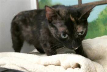 Domestic Short Hair Cats Available for Adoption in Houston, Texas - RUBY | PetCurious