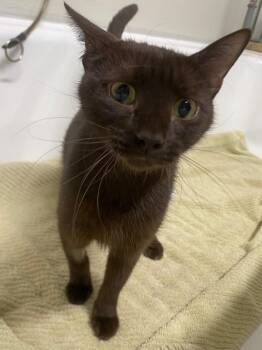 Espresso -  Domestic Short Hair Cat for Adoption in Fall River, Massachusetts - Espresso | PetCurious