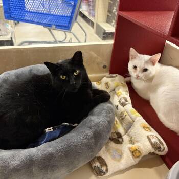 Smokey and Frosty (bonded) -  Domestic Short Hair Cat Available for Adoption in Cortland, New York - Smokey And Frosty (bonded) | PetCurious