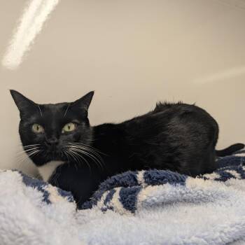 Covered -  Domestic Medium Hair and Domestic Short Hair Cat for Adoption in Tylertown, Mississippi - Covered | PetCurious