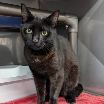 Dominic -  Domestic Medium Hair Cat for Adoption in Jefferson City, Tennessee - Dominic | PetCurious