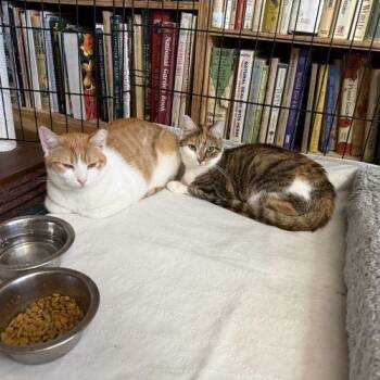 Uniqua -  Torbie and Domestic Short Hair Cat for Adoption in Knoxville, Tennessee - Uniqua | PetCurious
