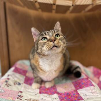 Domestic Short Hair Cats Available for Adoption - Zella | PetCurious