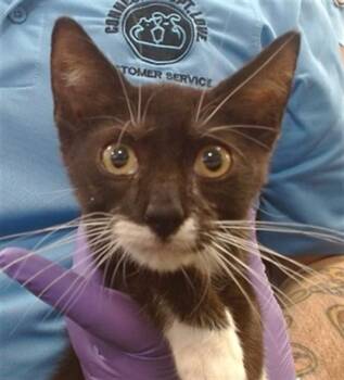 HUGO -  Domestic Short Hair Cat for Adoption in Doral, Florida - HUGO | PetCurious
