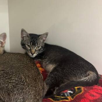 Nyla -  Domestic Short Hair Cat for Adoption in Redwood City, California - Nyla | PetCurious