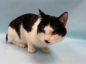 Domestic Medium Hair and Domestic Short Hair Cats Available for Adoption - Winter | PetCurious