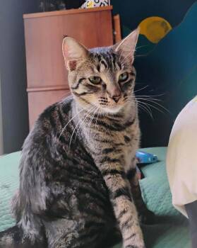 Tabby Cats Available for Adoption in Cary, North Carolina - Boba | PetCurious