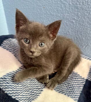 Rescue Domestic Short Hair Cats for Adoption in Seal Beach, California - Kitten Waffles | PetCurious