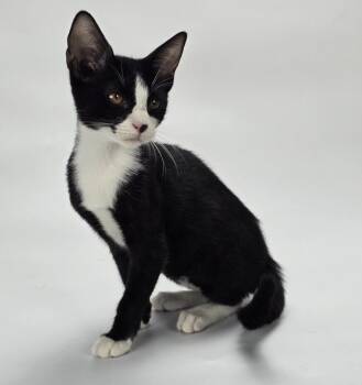 Borio -  Domestic Short Hair Cat for Adoption in Sedalia, Colorado - Borio | PetCurious
