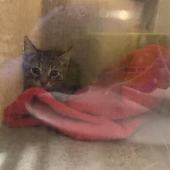 Goldfish -  Domestic Short Hair Cat for Adoption in Pasadena, California - Goldfish | PetCurious