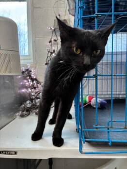 Domestic Short Hair Cats Available for Adoption - Midnight | PetCurious