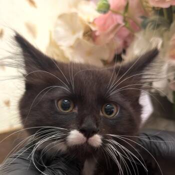 Tomato -  Domestic Long Hair Cat for Adoption in Newberg, Oregon - Tomato | PetCurious