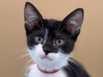 Mayor -  Domestic Short Hair Cat for Adoption in Portland, Oregon - Mayor | PetCurious