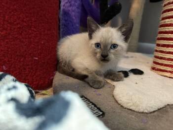 Linden 7.20.26 -  Domestic Short Hair and Siamese Cat for Adoption in Apopka, Florida - Linden 7.20.26 | PetCurious