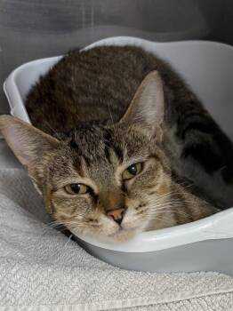 Diva -  Domestic Short Hair Cat for Adoption in Little Rock, Arkansas - Diva | PetCurious