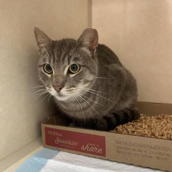 Sloan -  Domestic Short Hair Cat for Adoption in Westminster, California - Sloan | PetCurious
