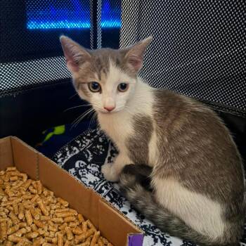Ford Superduty -  Domestic Short Hair Cat for Adoption in Port Richey, Florida - Ford Superduty | PetCurious