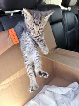 TAI LUNG -  Domestic Short Hair Cat for Adoption in Fort Lauderdale, Florida - TAI LUNG | PetCurious