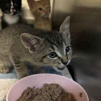 Crusty -  Domestic Short Hair Cat for Adoption in Council Bluffs, Iowa - Crusty | PetCurious