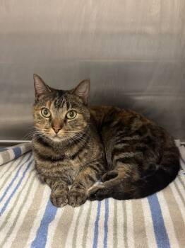 Rescue Domestic Short Hair Cats for Adoption in Clarksville, Tennessee - Cha Cha | PetCurious