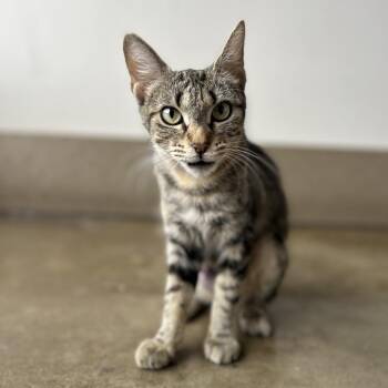 Bobbi McGee -  Domestic Short Hair Cat for Adoption in Green Bay, Wisconsin - Bobbi McGee | PetCurious