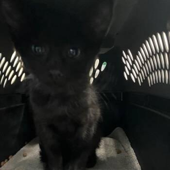 Babette - Chow Hound Northland -  Domestic Short Hair Cat for Adoption in Grand Rapids, Michigan - Babette - Chow Hound Northland | PetCurious
