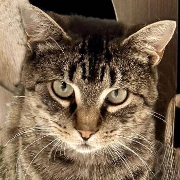Empanada -  Domestic Short Hair Cat for Adoption in Syracuse, New York - Empanada | PetCurious