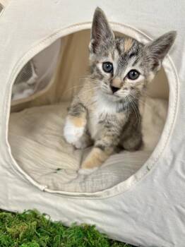 Domestic Short Hair Cats Available for Adoption in Salinas, California - Magnolia | PetCurious