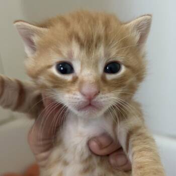 Frankie -  Domestic Short Hair Cat Available for Adoption in Valdosta, Georgia - Frankie | PetCurious