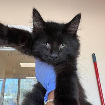 Bonkers -  Domestic Medium Hair Cat for Adoption in Kanab, Utah - Bonkers | PetCurious